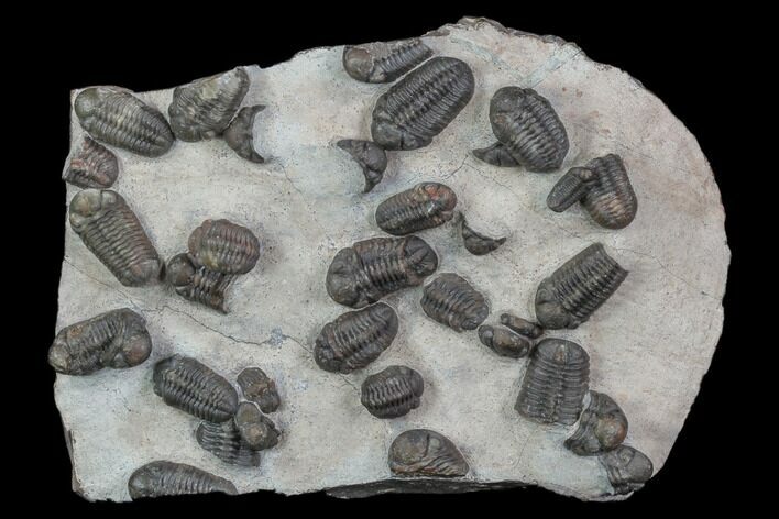 Austerops Trilobite Mortality Plate From Jorf - Individuals! #90702